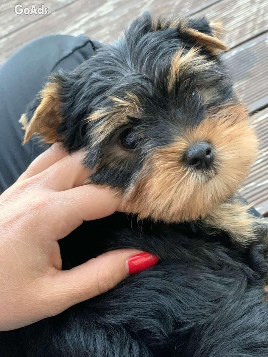 Yorkshire terriers for sale