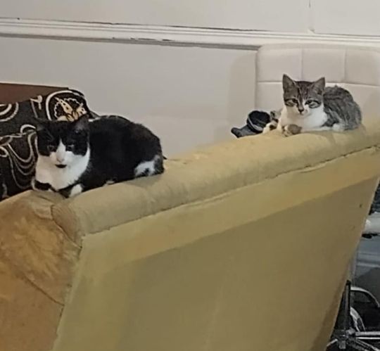 Young Cat and kitten need a home