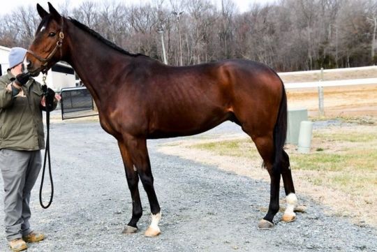 Young Gelding 6 years old thoroughbred