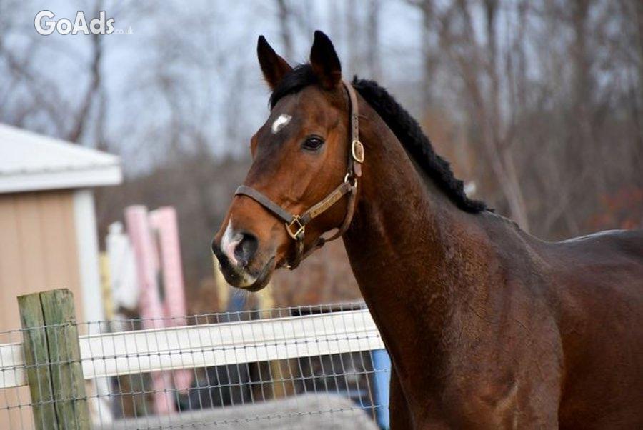 Young Gelding 6 years old thoroughbred