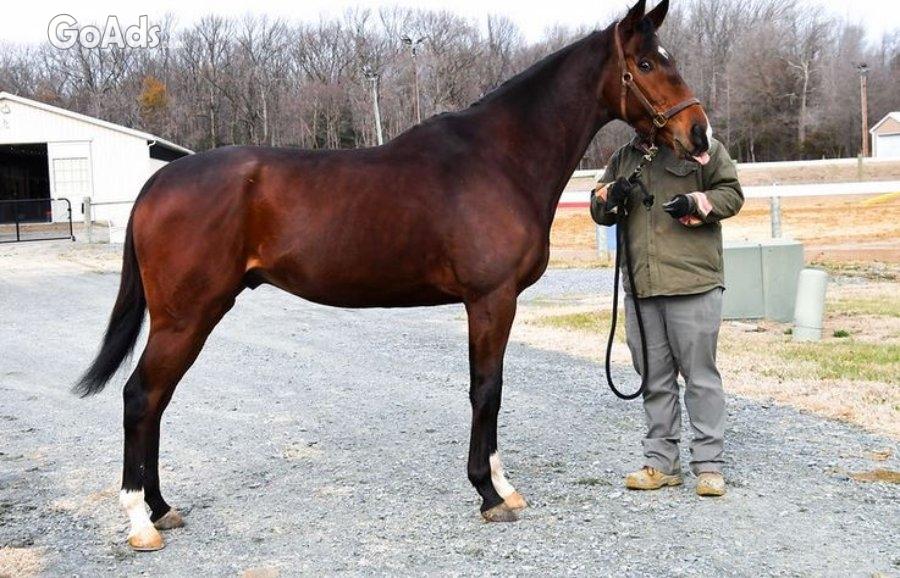 Young Gelding 6 years old thoroughbred
