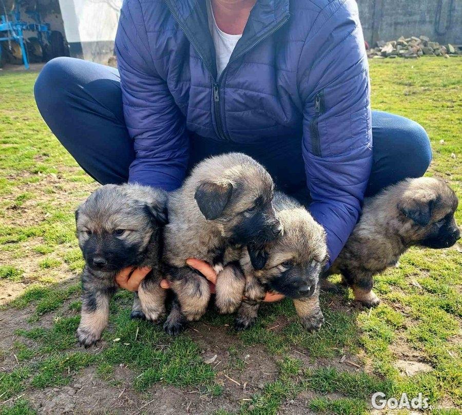 Yugoslav Shepherd Dog