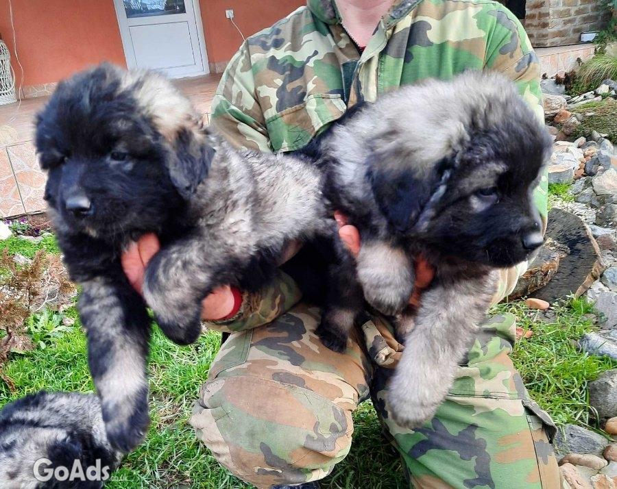 Yugoslav Shepherd Dog